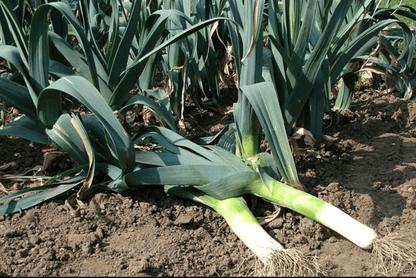 Organic Leek Powder by Dr. Cowan's Garden