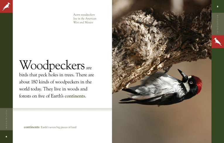 Amazing Animals - Classic Edition: Woodpeckers by The Creative Company Shop