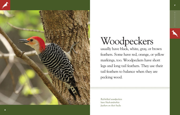 Amazing Animals - Classic Edition: Woodpeckers by The Creative Company Shop