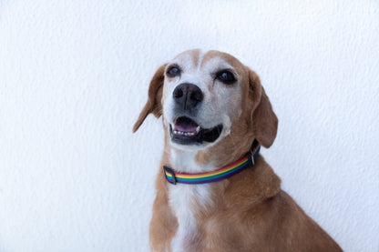 12 Rainbow Striped Dog/Cat/Pet Collars by Fundraising For A Cause