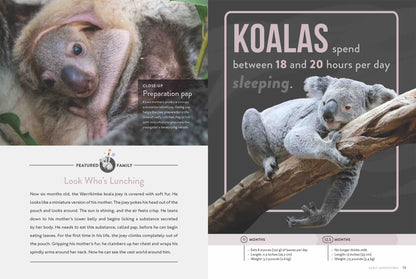Spotlight on Nature: Koala by The Creative Company Shop