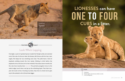 Spotlight on Nature: Lion by The Creative Company Shop
